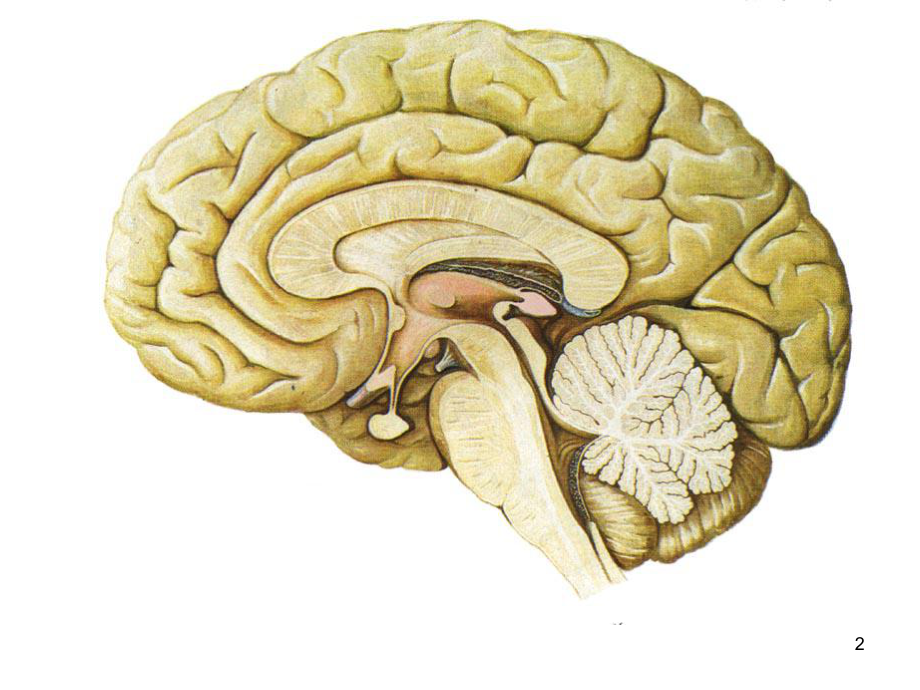 神经解剖学04小脑和间脑课件.ppt_第2页