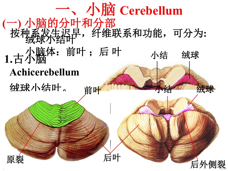 神经解剖学04小脑和间脑课件.ppt_第3页