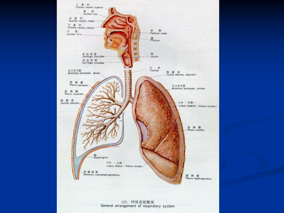 病理学第七章呼吸系统疾病1课件.ppt_第3页
