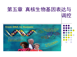 真核生物基因表达与调控课件.ppt