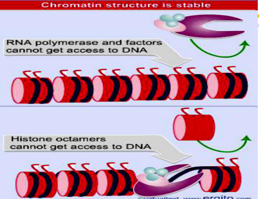 真核生物基因表达与调控课件.ppt_第3页