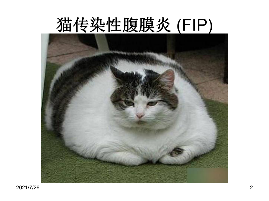 猫的传染性腹膜炎课件.ppt_第2页