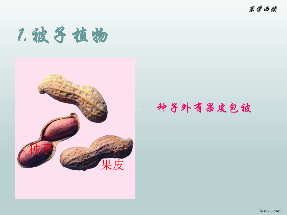 种子植物时课件.ppt_第3页