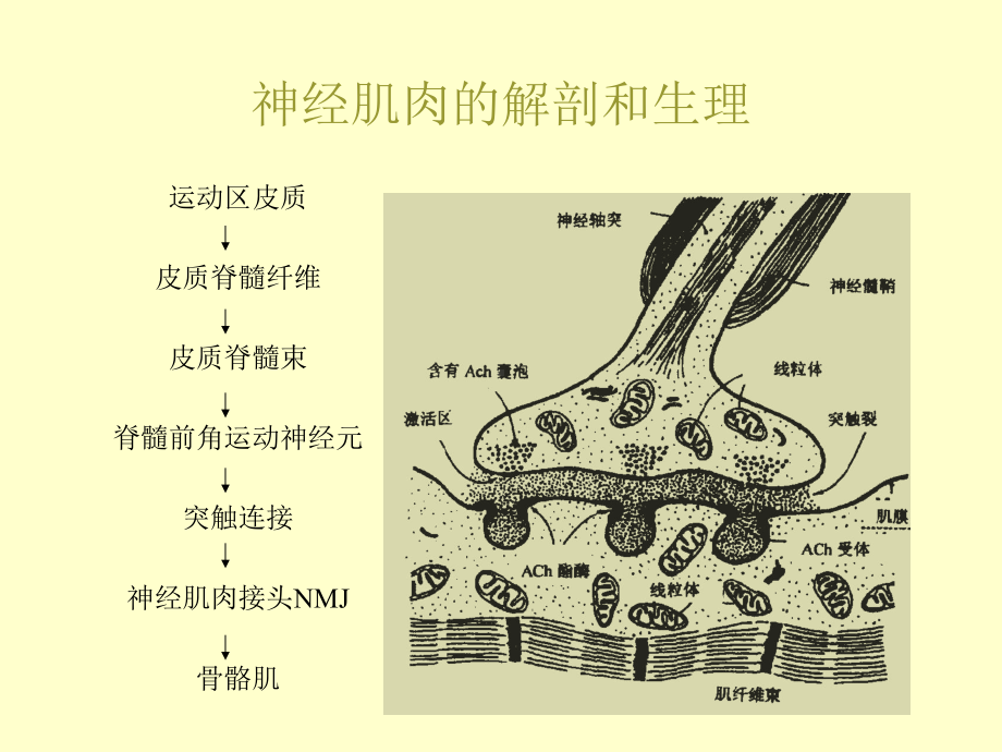 神经肌肉阻滞的基础与临床讲解课件.ppt_第3页