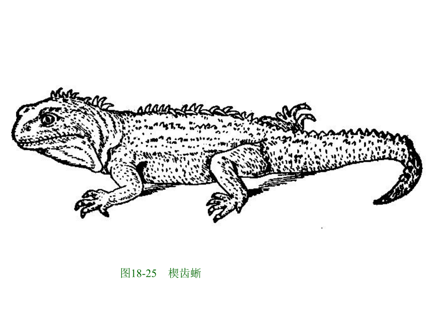 爬行纲动物分类课件.ppt_第2页