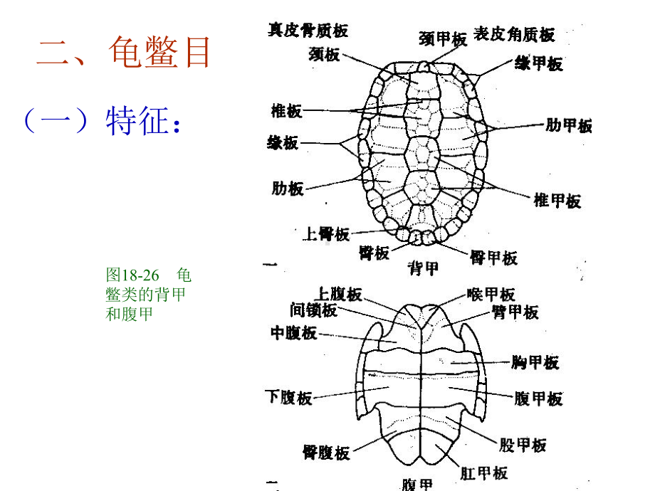 爬行纲动物分类课件.ppt_第3页