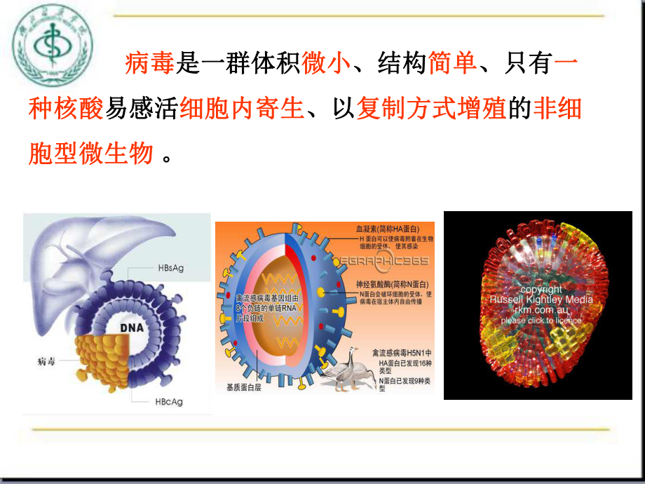 第23、24、25章病毒学总论课件.ppt_第3页