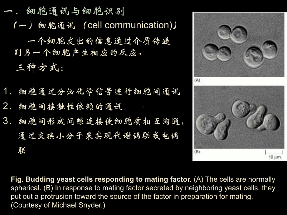 第五章物质的跨膜运输与信号转递PPT课件.ppt_第3页