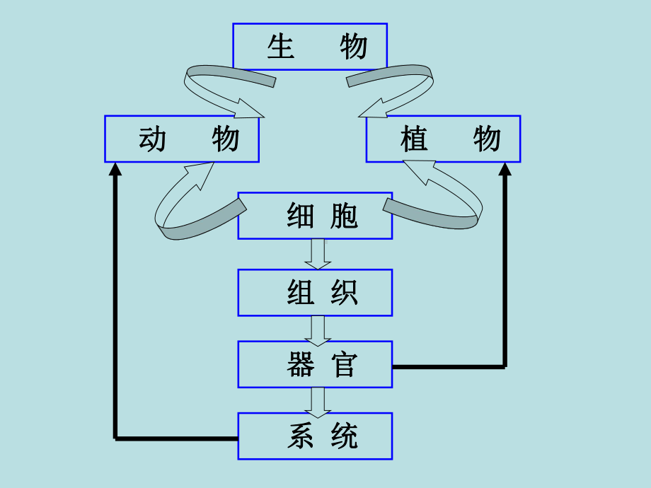 第二部分观察生物复习课件.ppt_第2页