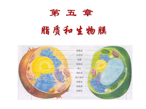 生物化学第五章课件.ppt