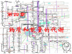 物质和能量的代谢课件.ppt