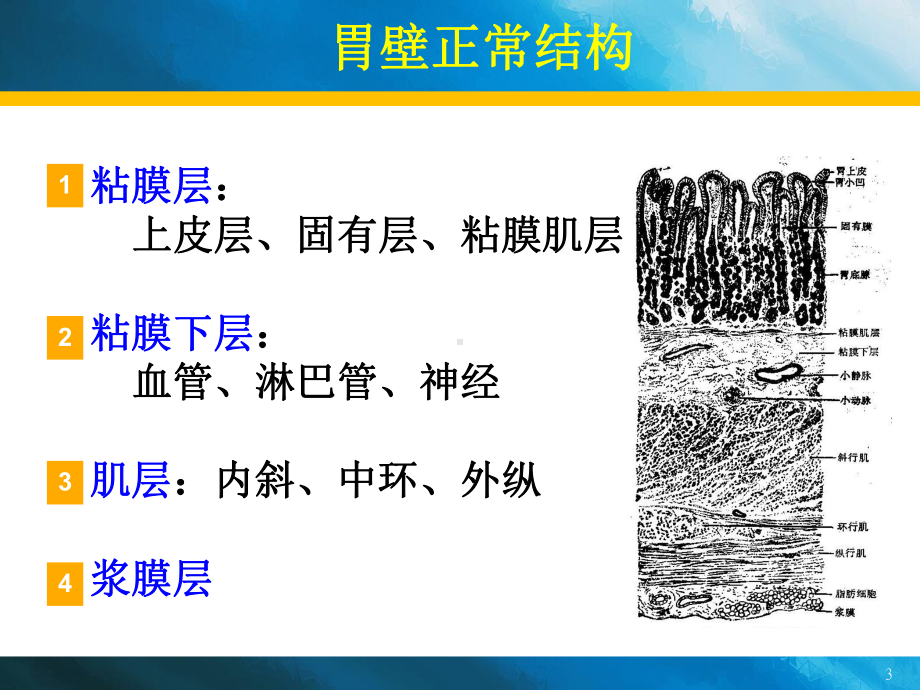 消化性溃疡诊疗与进展课件.ppt_第3页