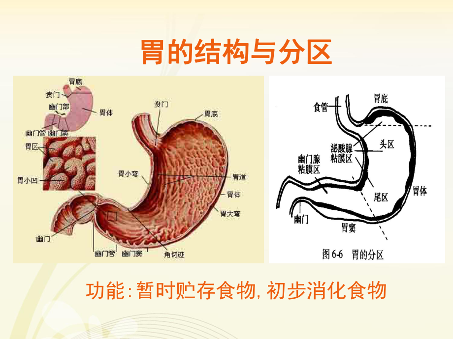 生理学胃内消化课件.pptx_第2页