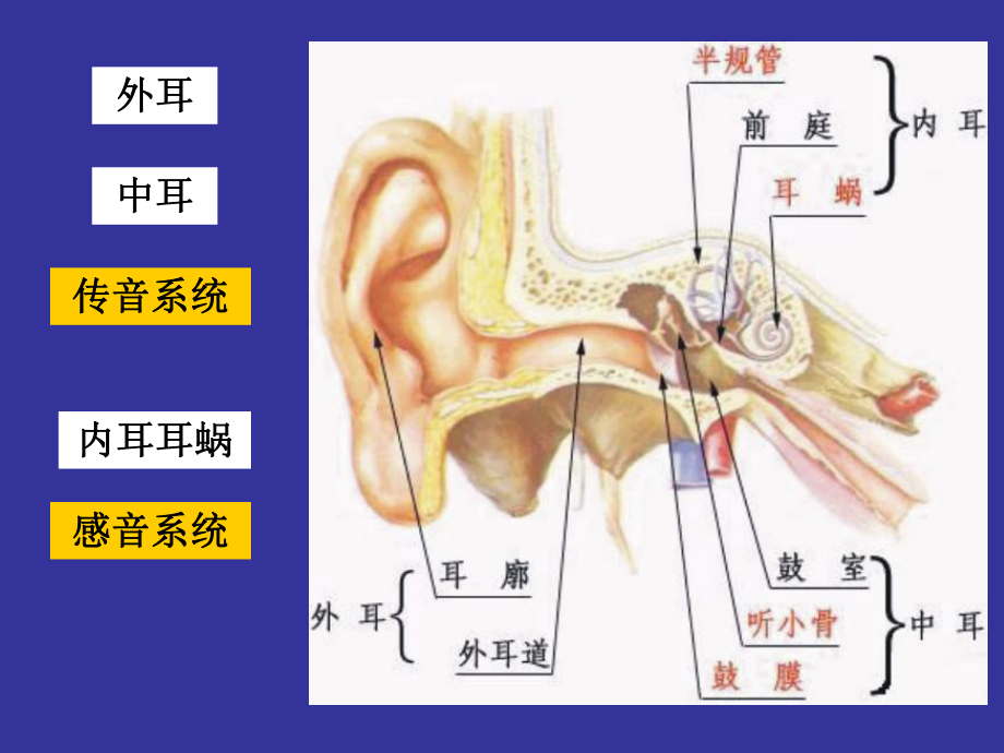 神经生物学听觉课件.ppt_第2页