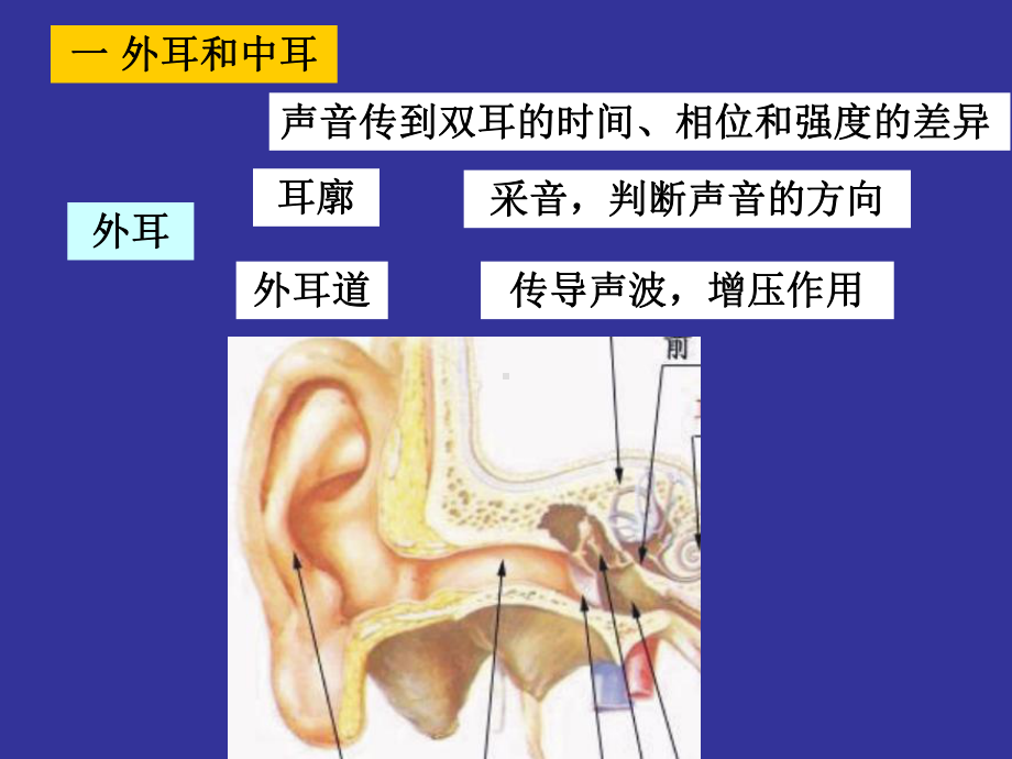 神经生物学听觉课件.ppt_第3页