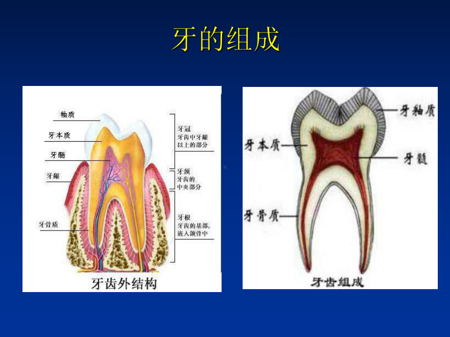 牙体牙髓病-PPT精选课件.ppt_第2页