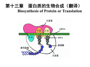 生物化学蛋白质的生物合成课件.ppt