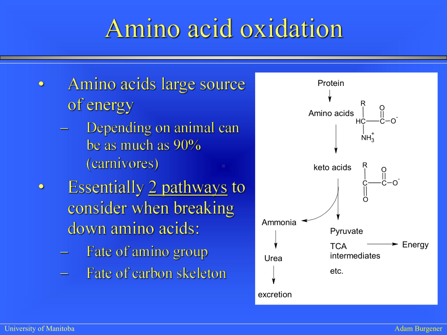 生物化学IILectureAminoacidcatabolism23张幻灯片.ppt_第2页