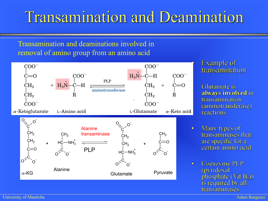 生物化学IILectureAminoacidcatabolism23张幻灯片.ppt_第3页