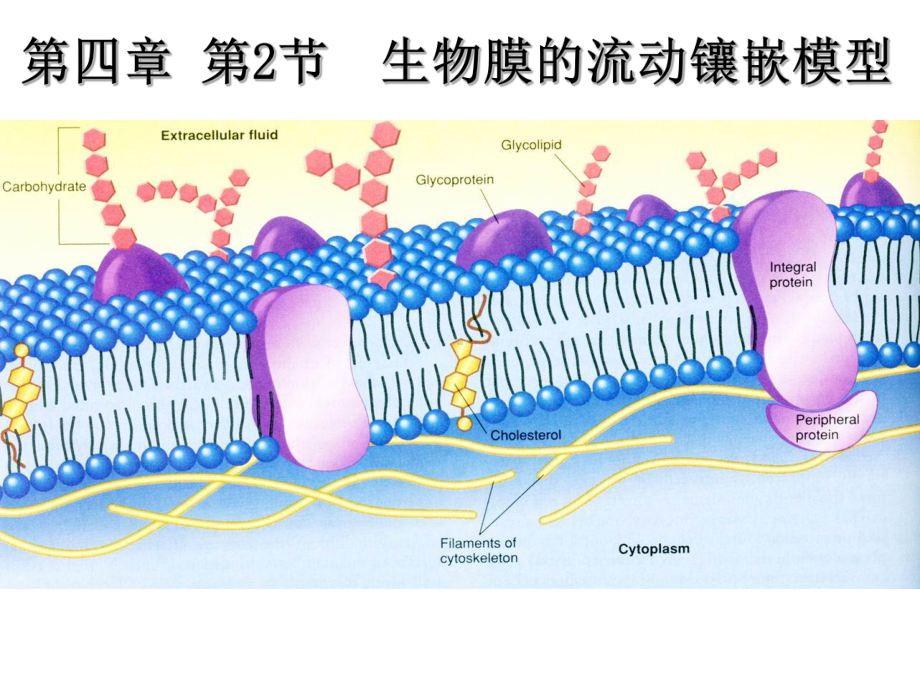 生物膜的流动镶嵌模型汇报课课件.ppt_第1页