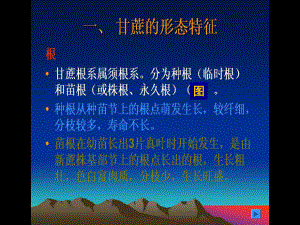 甘蔗的形态特征课件.ppt