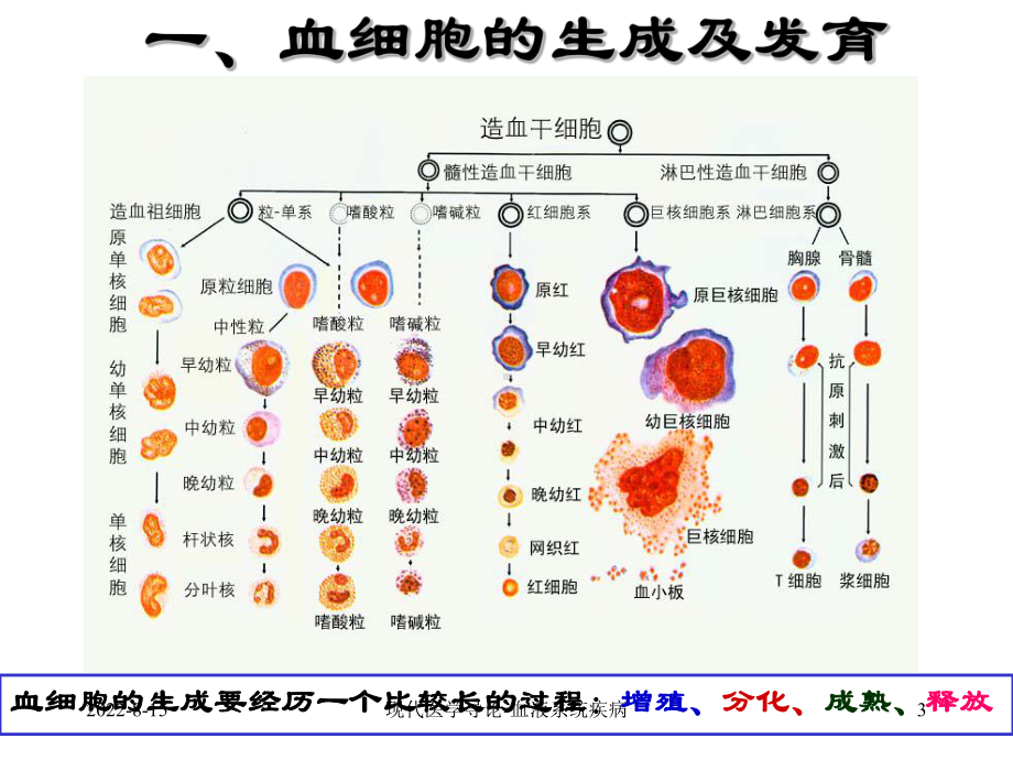 现代医学导论血液系统课件.ppt_第3页