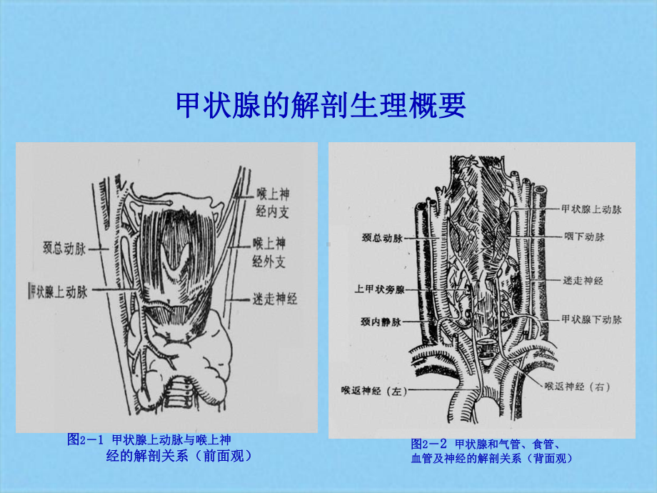 甲状腺疾病病人的护理(共27张)课件.pptx_第3页