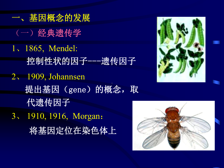 现代分子生物学第三章课件.ppt_第3页