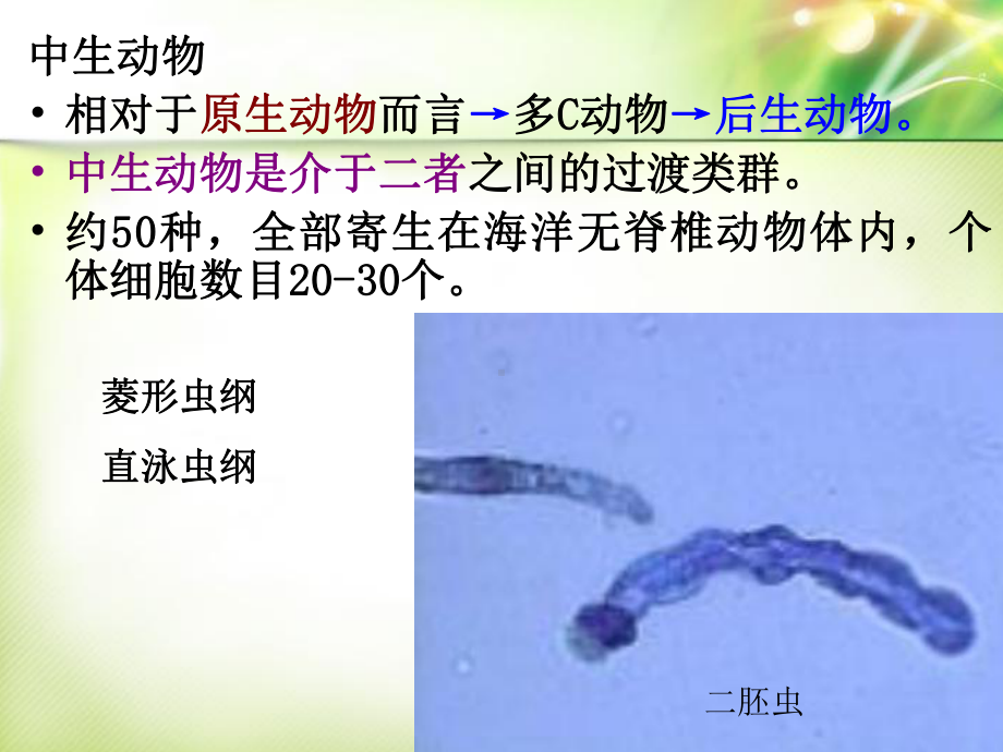 第章多细胞动物导论及多孔动物门Porifera课件.ppt_第3页