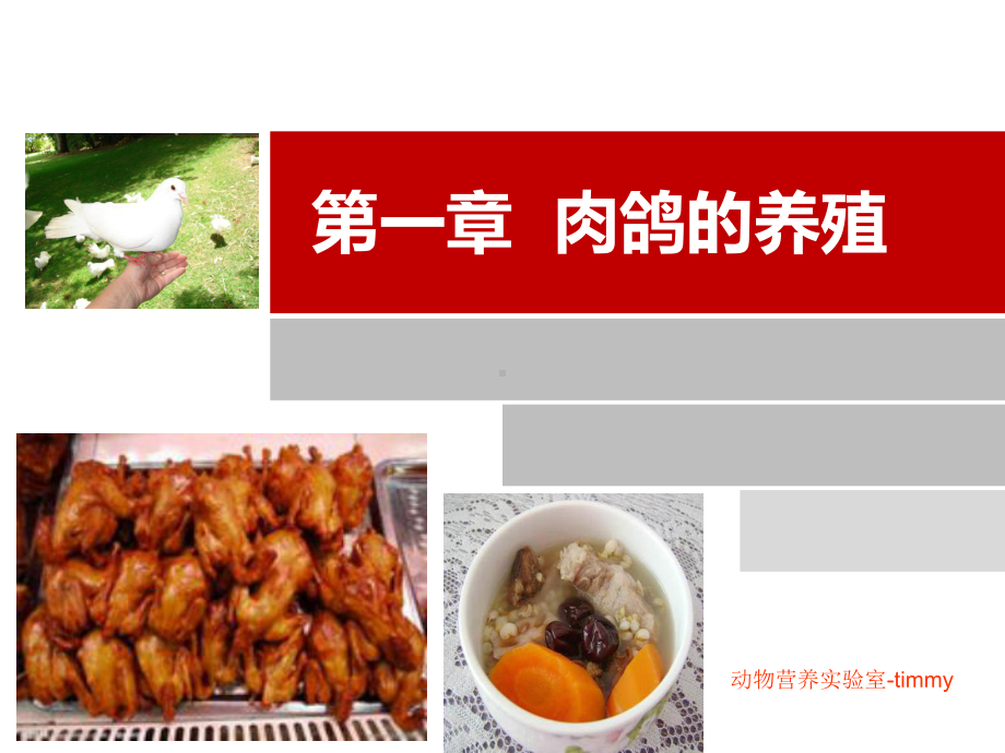 特种经济动物—肉鸽课件.ppt_第1页