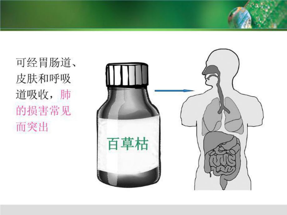 百草枯中毒护理课件.ppt_第3页