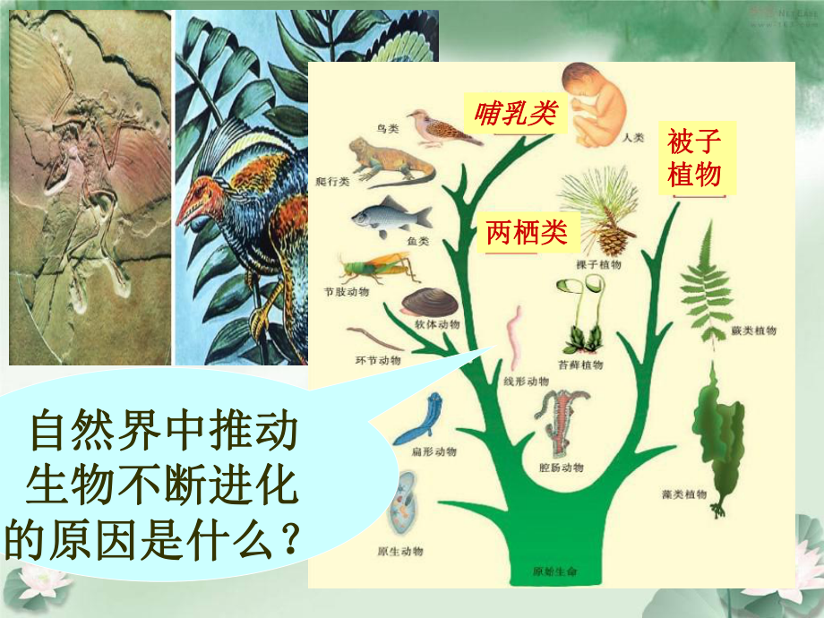 生物进化的原因课件21苏科版.ppt_第1页