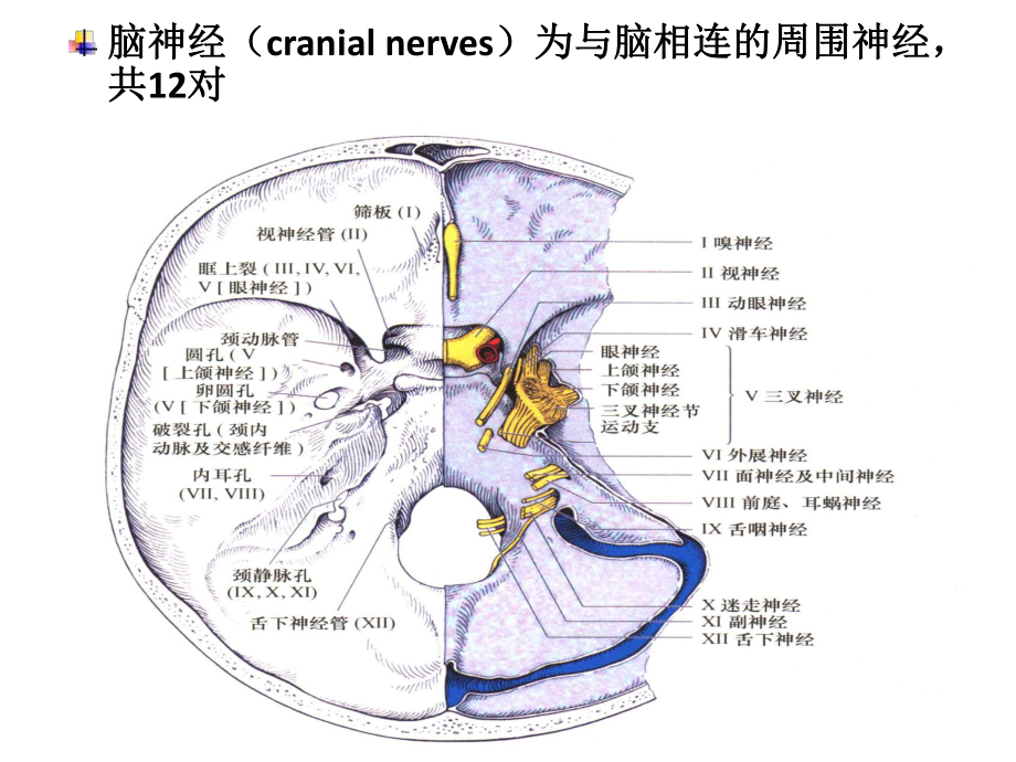 神经病学：颅神经的损害症状课件.ppt_第2页