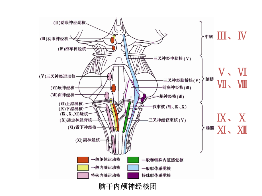 神经病学：颅神经的损害症状课件.ppt_第3页