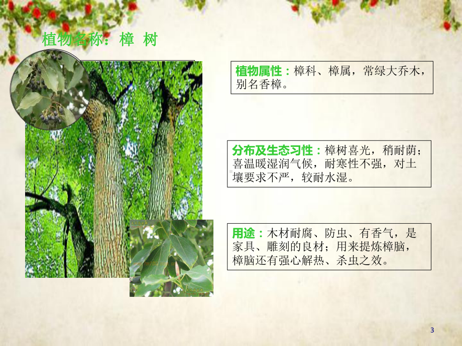 物业小区常见的60种植物图册(64张幻灯片)课件.ppt_第3页