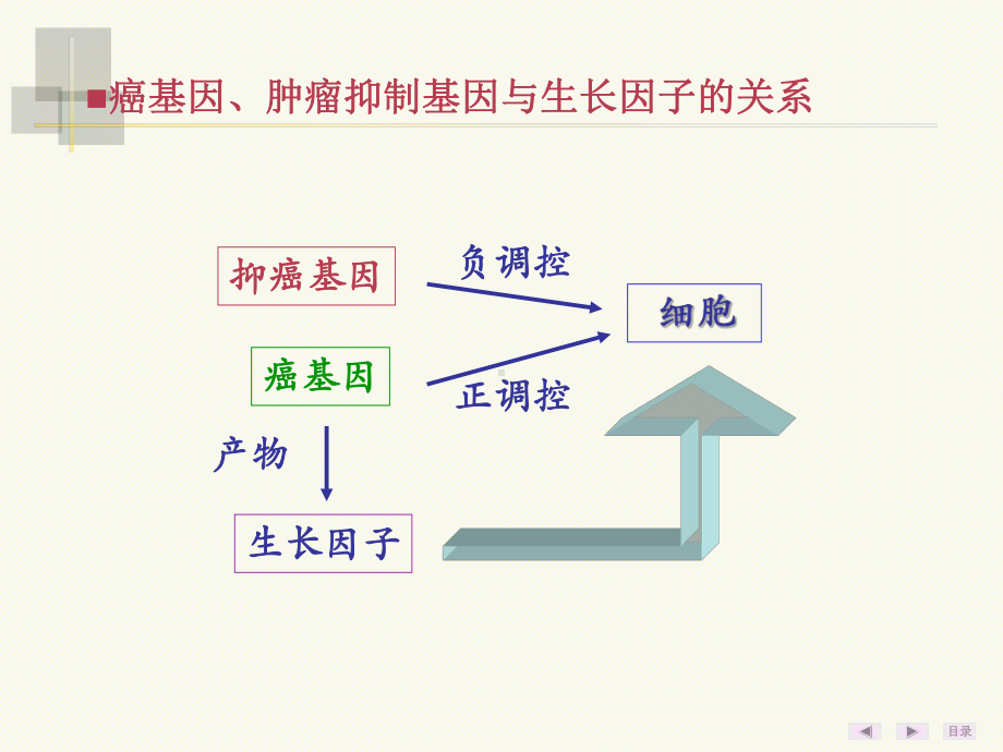 癌基因、肿瘤抑制基因及生长因子课件.ppt_第3页