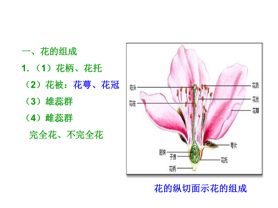 生科植物学1教案(第四章)种子植物的繁殖及繁殖器官课件.ppt_第2页