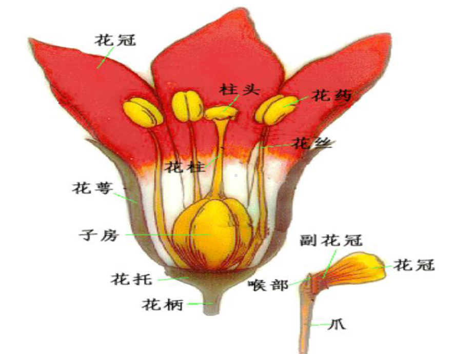 生科植物学1教案(第四章)种子植物的繁殖及繁殖器官课件.ppt_第3页