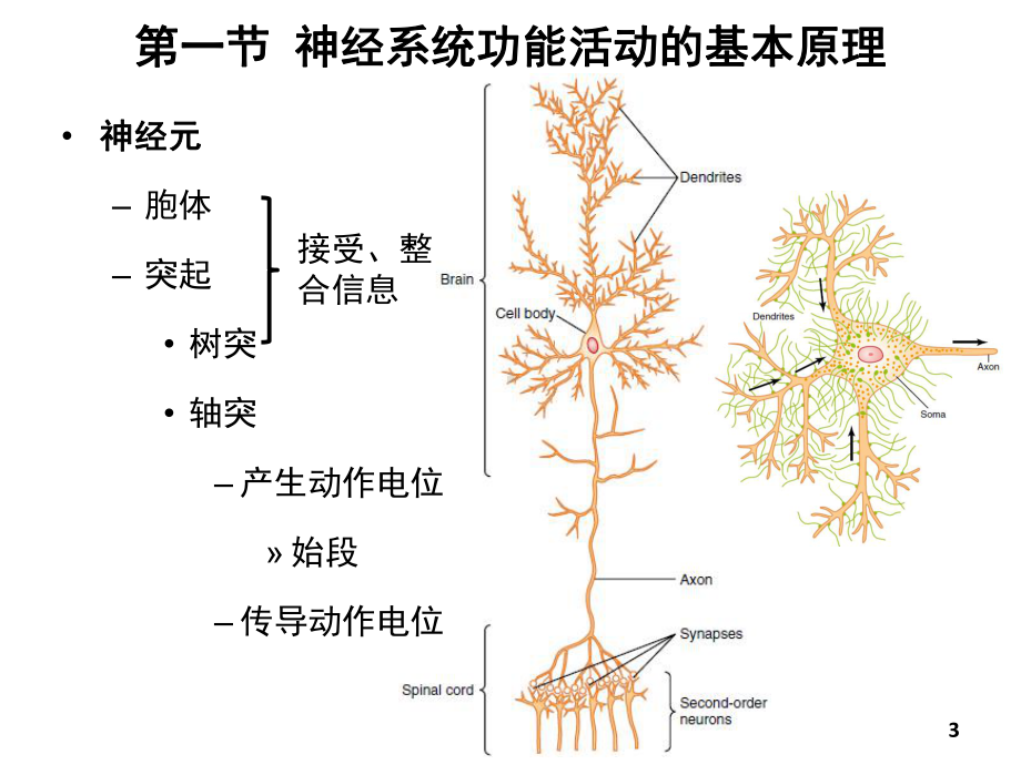 神经系统功能课件.ppt_第3页