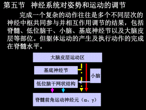 神经系统对姿势和运动的调节完成一个复杂的动作往课件.ppt