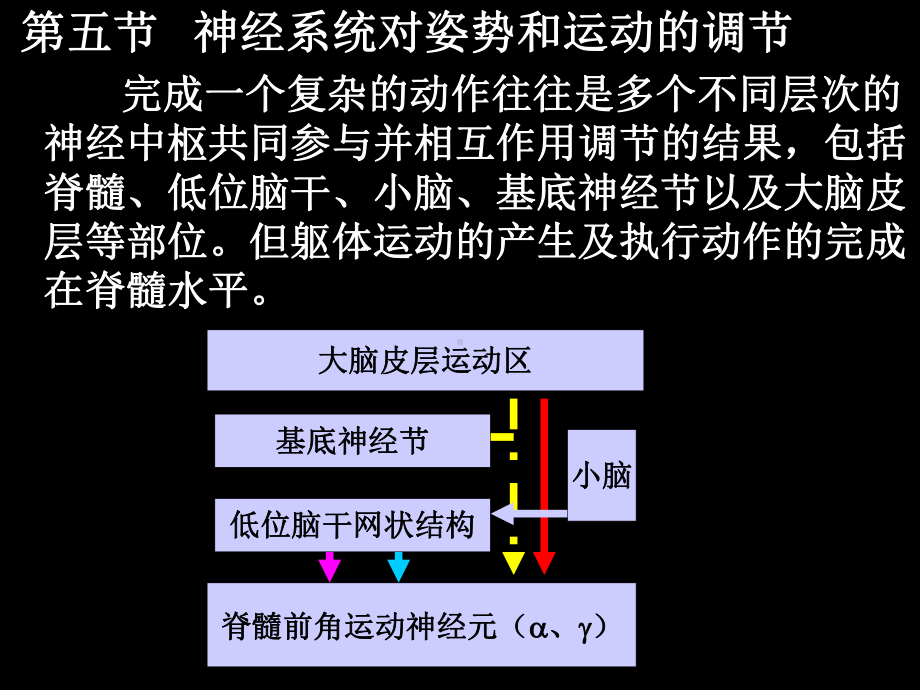 神经系统对姿势和运动的调节完成一个复杂的动作往课件.ppt_第1页