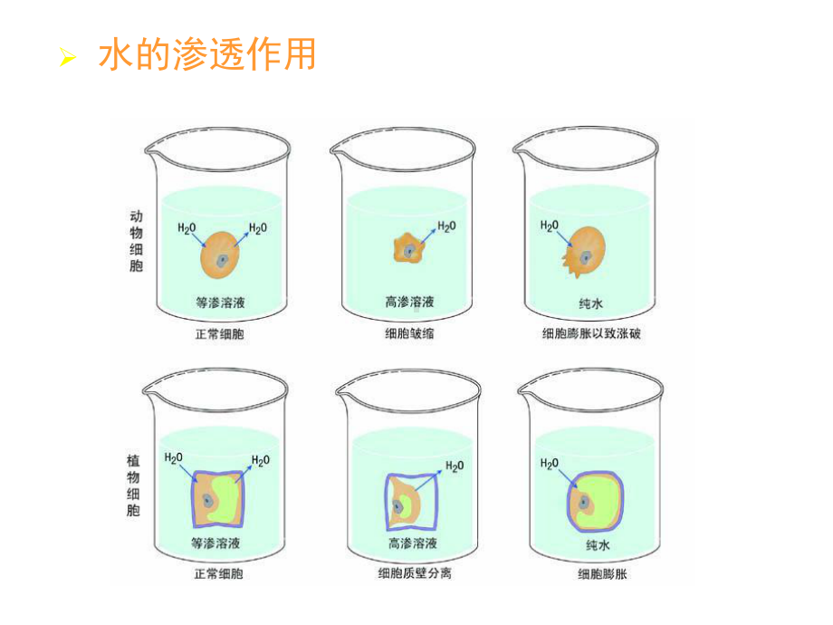 物质的跨莫运输到胞间连丝课件.ppt_第3页