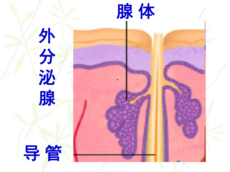 激素调节PPT课件36-人教版.ppt_第3页