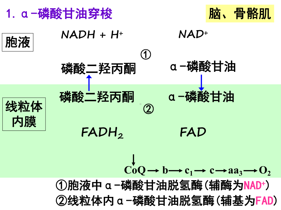 生化讲过的“循环”与“穿梭”汇总课件.ppt_第2页