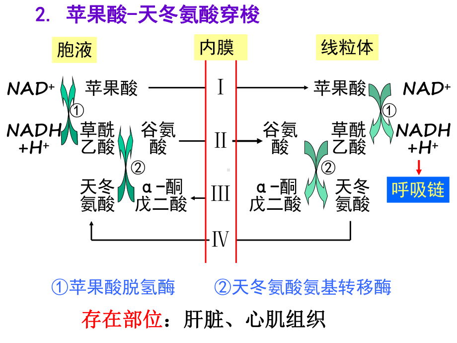 生化讲过的“循环”与“穿梭”汇总课件.ppt_第3页