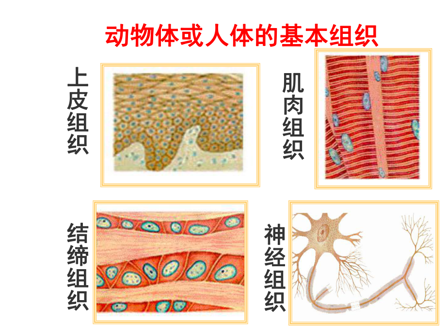 生物体的结构层次第二课时课件.ppt_第2页