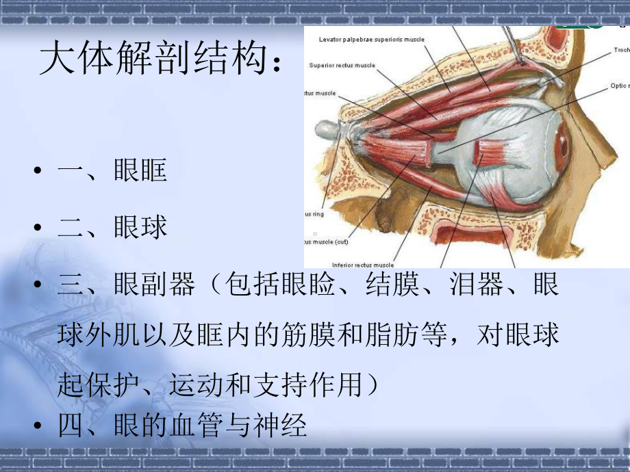 眼及眼眶解剖及常见疾病课件.ppt_第2页