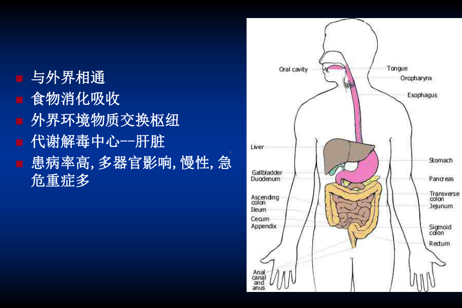 病理学消化系统疾病汇总课件.ppt_第2页