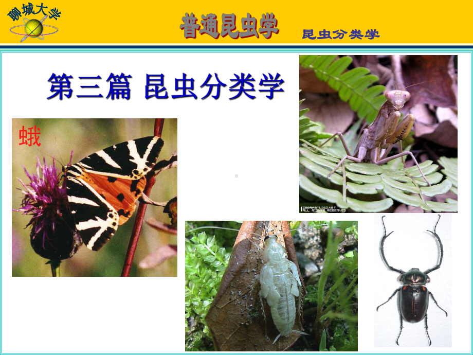 第三篇昆虫分类学课件.ppt_第1页