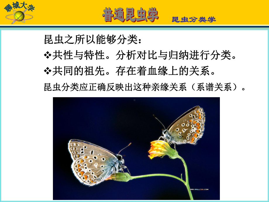 第三篇昆虫分类学课件.ppt_第3页